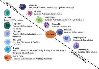 Role of Host and Pathogen-Derived MicroRNAs in Immune Regulation During Infectious and Inflammatory Diseases